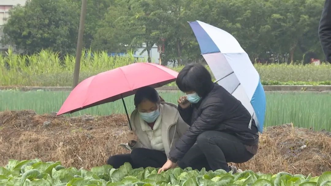 云霄乡讯电子版